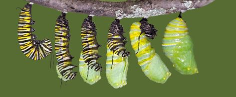 Be Transformed Caterpillar Cocoon, Butterfly Food, Monarch Butterfly Garden, Butterfly Chrysalis, Owl Pellets, Butterfly Kit, Monarch Caterpillar, Painting References, Butterfly Life Cycle