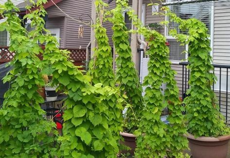 A Beginner's Guide On Growing Hops In Containers - Gardening Chores Hops Trellis, Growing Hops, Hops Vine, Hops Plant, Building A Trellis, Vine Trellis, Brewing Beer, Growing Gardens, Uses For Coffee Grounds