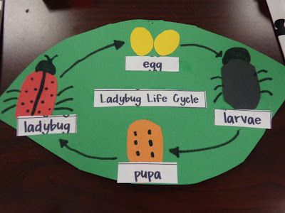 ladybug life cycle diagram - students could also place pictures and match to the words as a center activity Life Cycle Of A Ladybug, Life Cycles Preschool, Ladybug Life Cycle, Life Cycle Craft, Insects Preschool, Bugs Preschool, Insect Activities, 1st Grade Science, Ladybug Crafts