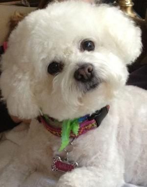 Officially, the longest living dog of this breed was 19 years old Bijon Frise, Bichon Puppies, Mixed Girl, Bichon Dog, Bichon Frise Puppy, Bichon Frise Dogs, Best Dog Breeds, Lap Dogs, Bichon Frise