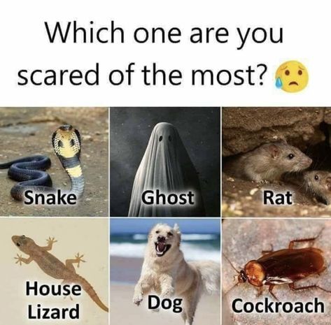 Scorpion Facts, Truth Questions, Facebook Group Games, Rat House, Interactive Facebook Posts, Facebook Engagement Posts, Emotion Chart, Astrology Reading, Games For Fun