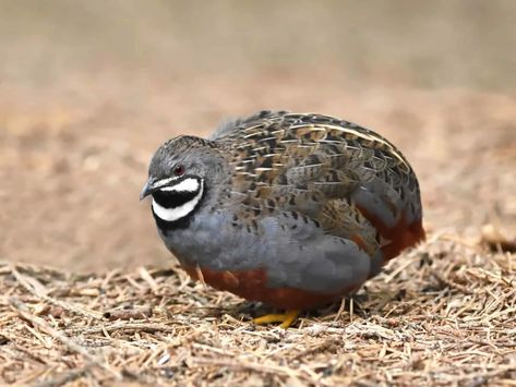 Button Quail, Raising Quail, Fat Bird, Image King, Quails, Farm Lifestyle, Mini Farm, Chinese Blue, Quail Eggs