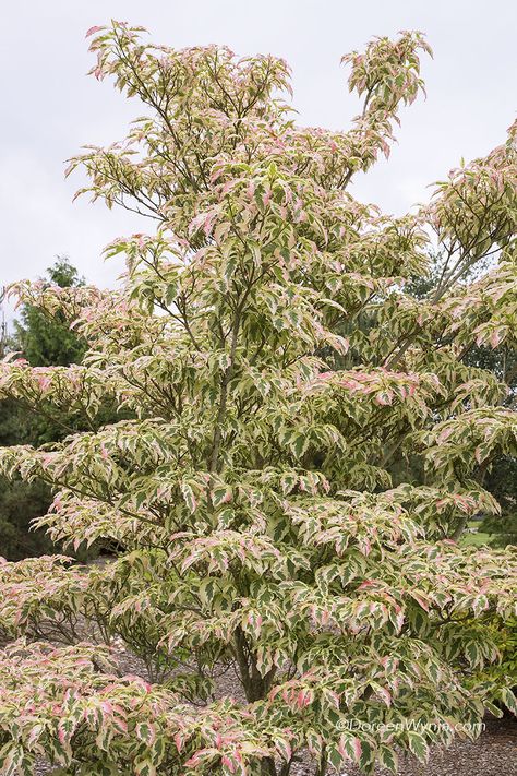 NEW 1. Cornus kousa Summer Fun_0871L_M-CK Kousa Dogwood, Cornus Kousa, Monrovia Plants, Plant Catalogs, Dogwood Trees, Foundation Planting, Plant Photography, Garden Pictures, Front Yard Landscaping Design