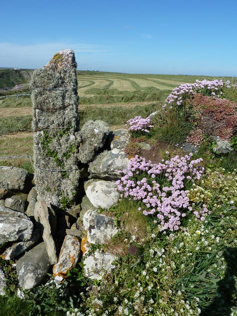 Cornish Hedge, Cornwall Cottage, Cornwall Garden, Ross Poldark, Cornwall England, Isles Of Scilly, Open Field, Stone Walls, Green Landscape