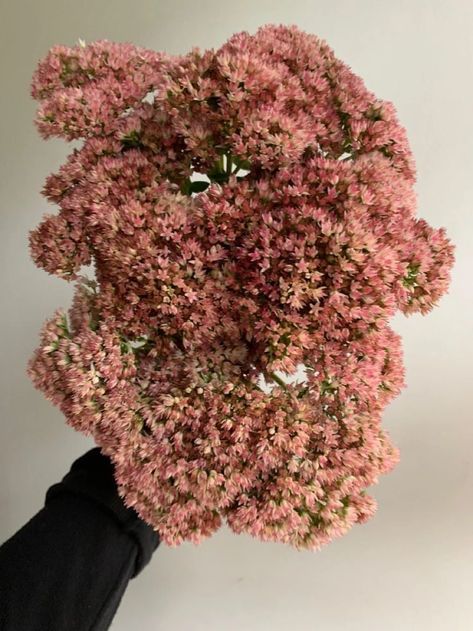 Pink Fall Flowers, Autumn Joy Sedum, Floral Designs Arrangements, Mauve Flowers, Goth Garden, Long Stem Flowers, Flower Guide, Flower Meanings, Flower Studio