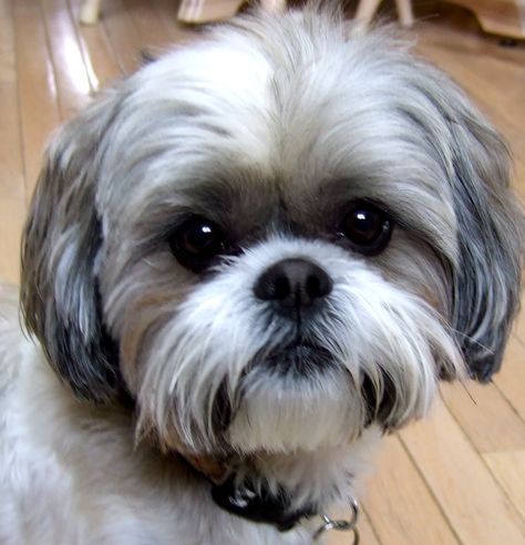 Shitzu Haircuts, Shih Tzu Haircuts, Perro Shih Tzu, Chien Shih Tzu, Shitzu Dogs, Shih Tzu Grooming, Shitzu Puppies, Shih Tzu Funny, Teddy Bear Dog