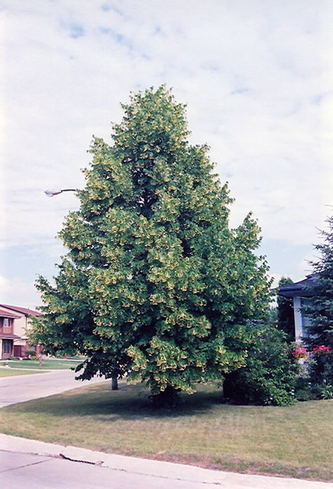 Linden Tree Aesthetic, Oakland Holly Tree, Tilia Americana, California Native Trees, American Yellowwood Tree, Linden Tree, Shade Trees, Deciduous Trees, Perfect Garden