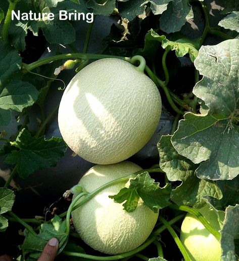 Cantaloupe Garden, Cantaloupe Growing, How To Grow Cantaloupe, Grow Cantaloupe, Best Flowers For Bees, Japan Wallpaper, Gardenia Plant, Cucumber Beetles, Honeydew Melon