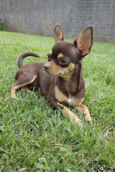 Psy Chihuahua, Dogs Chihuahua, Teacup Chihuahua Puppies, Chihuahua Puppies For Sale, Chihuahua Mom, Chihuahua Funny, Dog Chihuahua, Very Cute Dogs, Chihuahua Lover