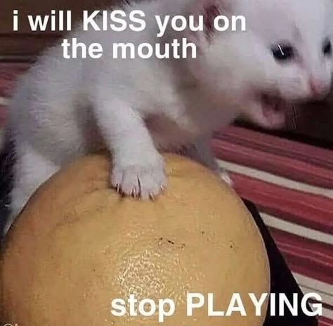 Romantic Memes, Flirty Memes, Memes Of The Day, Silly Cats Pictures, Funny Reaction Pictures, Cute Memes, Wholesome Memes, Love Memes, Funny Cute Cats