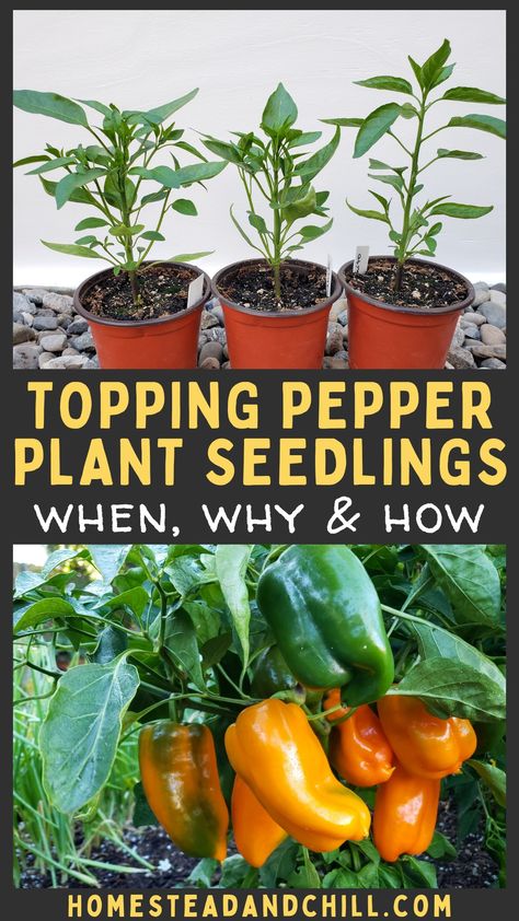 Topping Pepper Plants, Pepper Plants Growing Tips, Pepper Plants In Pots, Bell Pepper Growing, Planting Peppers, Gardening Peppers, Pepper Farm, Pepper Seedlings, Garden Peppers