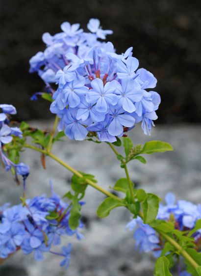 Plumbago auriculata - blyblomma Cape Plumbago, Plumbago Auriculata, Blue Plumbago, Hawaiian Plants, Gladioli, Drought Resistant, Mediterranean Garden, Nature Garden, Colorful Garden