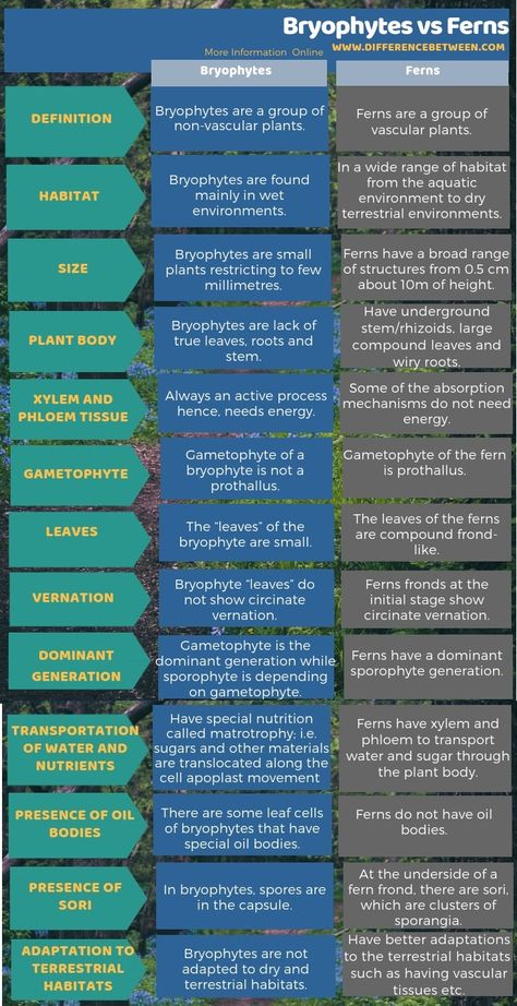 Water Ferns, Kingdom Plantae, Soil Conditioner, Biology Notes, Vascular Plant, Science Biology, Ornamental Plants, Simple Words, Small Plants