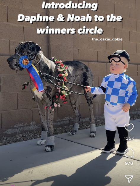 Great Dane Halloween Costumes, Diy Dog Dinosaur Costume, Great Dane Halloween, Great Dane Costume, Jockey Costume, Great Dane Jacket Pattern, Great Dane Shirt Pattern, Kids Sand, Horse Costumes