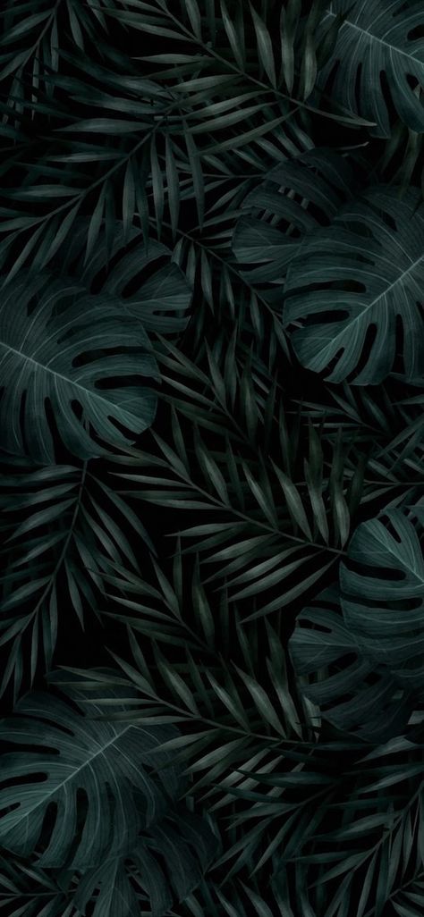 Dark Green Eucalyptus, Dark Green Leaf Wallpaper, Aesthetic Leaf Wallpaper, Aesthetic Leaf, Green Leaf Wallpaper, Tropical Wallpaper, Leaf Wallpaper, Green Leaf, Tropical Plants