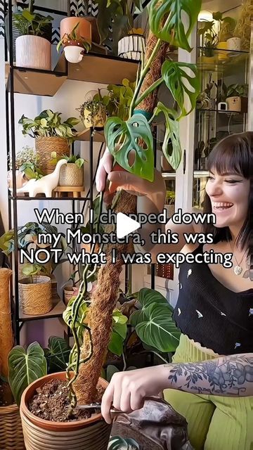 HAPPYPLANTHOME🌱✨ on Instagram: "🤯😳 MIND. BLOWN.

Last May, I decided to completely chop up my Monstera Adansonii. I cut off all it's vines and made a bunch of cuttings and wetsticks.

The wetsticks have been growing in this propbox (filled with sphagnum moss and perlite) for quite a while now. I wasn't expecting them to blow up like this😮🤪

🌱 The wetsticks are growing in a mix of perlite and sphagnum moss👐
🌱 Place your propbox in a warm, bright spot. Be careful with direct sun.
🌱 If you're using sphagnum moss, make sure to keep it moist at all times.

👉Check our detailed prop box tutorial (link in bio) 💚

Happy growing👐

📸: @living.junglee🥰

🌻🌻🌻🌻🌻

.
.
.
.
.
#propbox #monstera #monsterapropagation #monsteraadansonii #propagatingplants #plantcaretips #houseplants #growing Prop Box, Monstera Adansonii, Sphagnum Moss, Box Tutorial, Propagating Plants, May I, Green Thumb, Plant Care, Mind Blown