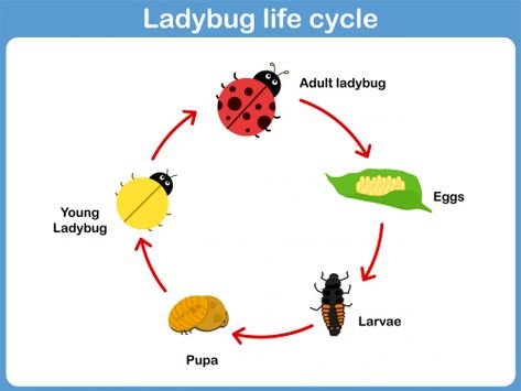 Help your students understand the life cycle of a ladybug with this free printable. This colored printable features a well-marked diagram of a ladybug’s life cycle, as well as easy-to-understand, student-friendly pictures.   Read more at http://kidspressmagazine.com/science-for-kids/printables/misc/ladybug-life-cycle.html#GCYdOhhmxCLtImbY.99  #science, #freeprintable, #printable, #biology, #lifecycle, #insect Ladybug Larvae, Ladybug Life Cycle, Insect Life Cycle, Nouns Activities, Montessori Printables, Ladybug Crafts, Kids Vector, Facts For Kids, Science Fair Projects