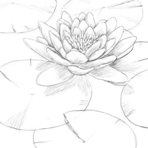 Water Lily Pencil Drawing, How To Draw A Water Lily Step By Step, How To Draw Water Lilies, Draw Lotus Step By Step, Lillypads Drawing, Draw Water Lily, Dangerous Drawing, Lily Pad Drawing, Water Lily Drawing