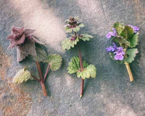 Purple Deadnettle, Ground Ivy, Medicinal Wild Plants, Wild Foraging, Wild Food Foraging, Medicinal Herbs Garden, Edible Wild Plants, Ivy Plants, Healing Plants