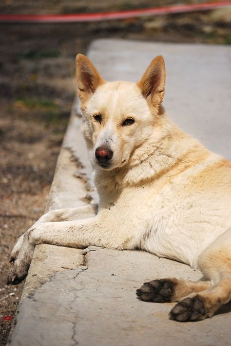 Canaan Dog http://www.animalplanet.com/breed-selector/dog-breeds/herding/canaan-dog.html Dog Species, Oc Au, Dog Fever, Ancient Dogs, Herding Dogs Breeds, Canaan Dog, Police Canine, Disabled Dog, Dog Aesthetic