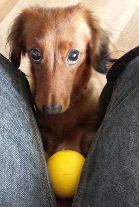 Dachshund Look / Weenie dogs / Sausage dog / Dachshund love / Dachshund puppies / Doxie / Weiner Dog / Wiener Dog / Dachshund Dog #dachshundaddict #dachshund #dachshunds #sausagedog #wienerdog #weinerdog #doxie #dachshund dogs #duchshundpuppies Dachshund Funny, Whippet Dog, Doxie Dogs, Puppy Dog Eyes, Funny Dachshund, Weenie Dogs, Dachshund Puppies, Dachshund Lovers, Dachshund Love