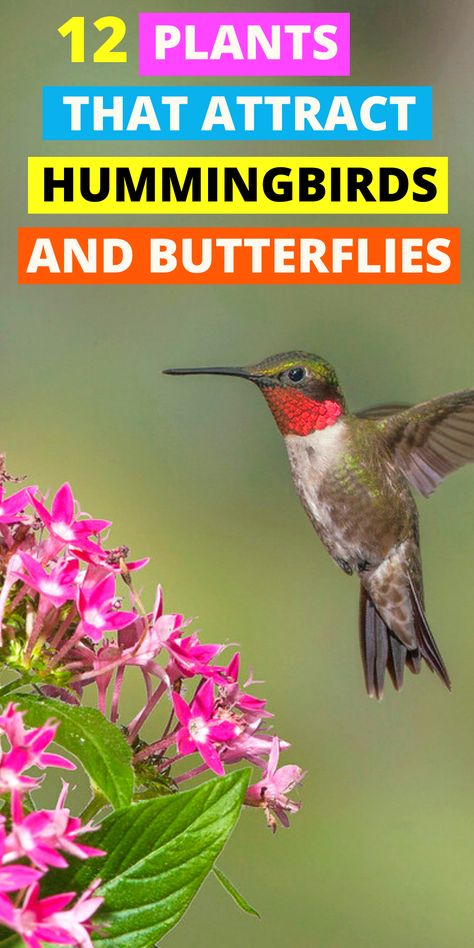 Hummingbird Plants Perennials, Flowers Hummingbirds Like, Hummingbird Garden Flowers, Homemade Hummingbird Nectar, Hummingbird Habitat, Backyard Birds Feeders, Butterfly Garden Plants, Plants That Attract Butterflies, Fish Pond Gardens