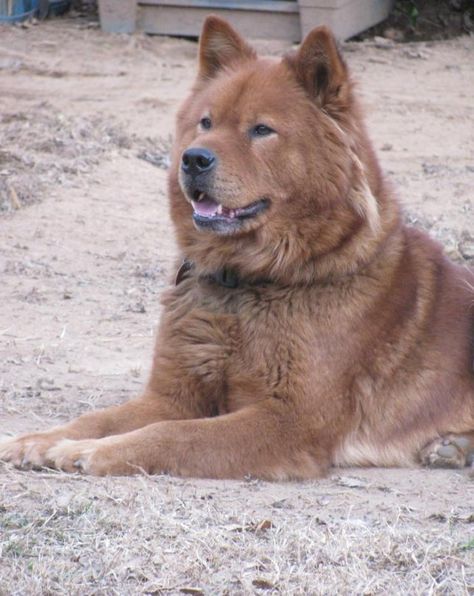 Good looking Akita Chow mix Chow Chow Mix, Chow Chow Dog, Chow Dog, Chow Chow Dogs, Golden Retriever Mix, Akita Inu, Pretty Dogs, Mixed Breed Dogs, Alaskan Malamute