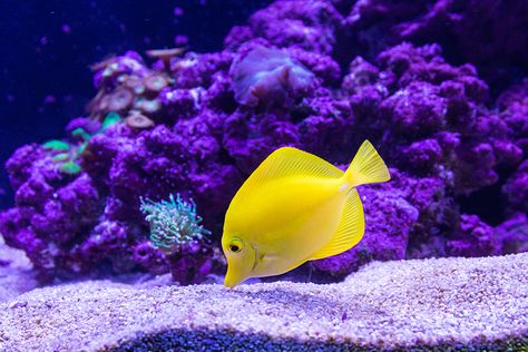 Coral Pictures, Fish Images, Oscar Fish, Photos Of Fish, Ikan Air Tawar, Tang Fish, Aquarium Maintenance, Underwater Images, Yellow Fish