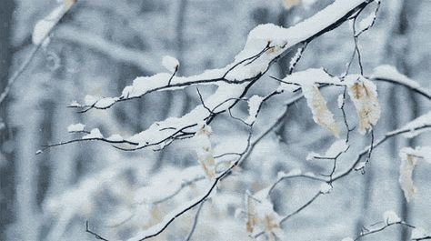 Snowfall in winter outdoors nature winter trees animated snow gif Snow Gif, Winter's Tale, Anime Gifs, Arte Obscura, Gothic Architecture, Aesthetic Gif, Winter Aesthetic, Winter Scenes, Winter Snow