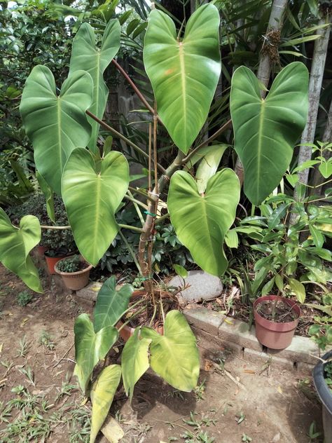 Philodendron Green Emerald, House Plants Indoor, Growing Flowers, Green Emerald, Tropical Plants, Emerald Green, Indoor Plants, House Plants, Plant Leaves