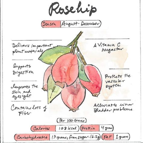 Rose Hip Benefits and Remedies - Healthy Hildegard Benefits Of Rosehip Tea, Rose Hip Tea Benefits, Rosehip Tea Benefits, Benefits Of Rose Hips, Rosehip Benefits, Rose Tea Benefits, Rose Hips Benefits, Rose Benefits, Rose Hip Tea