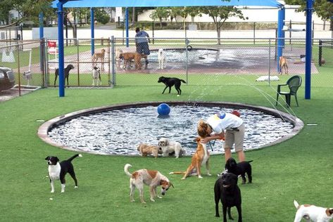 Here are eight life hacks for dogs using pool noodles. Animals Sanctuary, Pets Hotel, Dog Play Area, Indoor Dog Park, Luxury Dog Kennels, Pet Daycare, Dog Boarding Facility, Doggy Daycare, Pool Areas