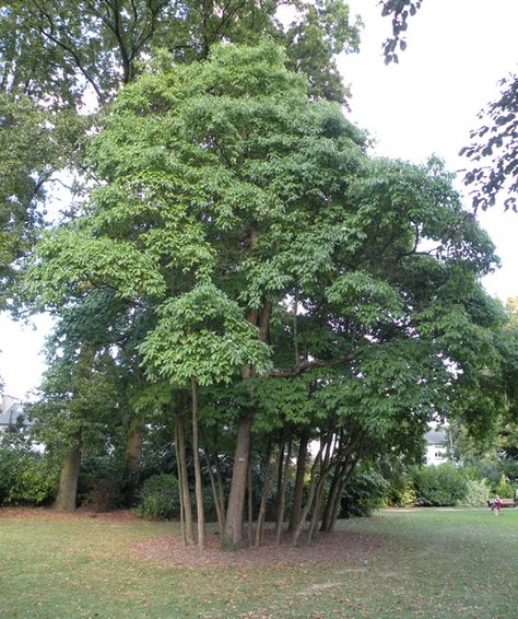 Sassafras Smell Like Fruit Loops Sassafras Tree, Pollinator Garden Design, Soil Texture, Street Trees, Plant Problems, Blue Fruits, Fast Growing Trees, Pollinator Garden, Deciduous Trees