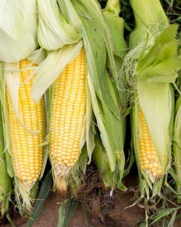 Growing Sweet Corn, Tomato Companion Plants, Harvest Corn, Edible Seeds, Corn Plant, Companion Plants, Backyard Vegetable Gardens, Ears Of Corn, Apple Seeds