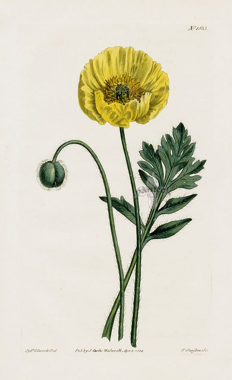 Yellow Poppy; Antique Print from William Curtis Botanical Magazine 1787-1839; #panteek #antiqueprint #flower#spring Poppy Flower Drawing, Yellow Poppy, Photo Yellow, Flower Print Pattern, Poppies Tattoo, Antique Botanical Print, Floral Drawing, Floral Plates, Vintage Botanical Prints