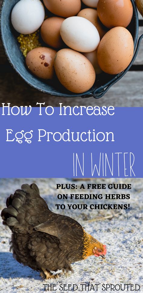 How To Increase Egg Production Chicken, Egg Laying Hens, Chicken Diet, Chickens In The Winter, Egg Laying Chickens, Raising Farm Animals, Egg Production, Laying Hens, Chicken Health