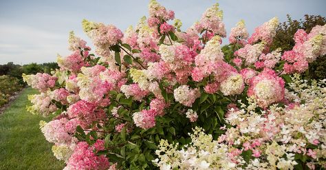 ‘Berry White’ Hydrangeas Are About to Become Your New Favorite Flower | Better Homes & Gardens Hydrangea Picture, Hydrangea Landscaping, Hydrangea Shrub, Hydrangea Varieties, Hydrangea Bloom, White Flower Farm, Hydrangea Garden, Hydrangea Paniculata, Planting Hydrangeas