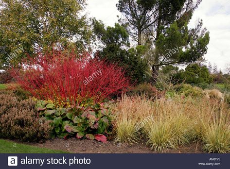 Cornus Alba Sibirica, Cornus Alba, Landscape Architecture, Landscape Design, Light Box, Photo Image, Vector Illustration, Stock Images, Herbs