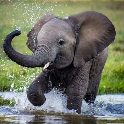 Elephants Cute, Elephant Sitting, Cute Elephants, Elephant Cute, Elephant Photography, Animal Elephant, Elephant Pictures, Elephants Photos, Baby Elephants