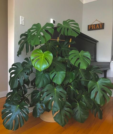 Big House Plants, Cute House Decor, Tropical Garden Plants, Plant Goals, Apartment Plants, Plant Hacks, Indoor Plant Care, Air Purifying Plants, Plant Decor Indoor