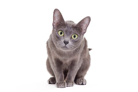 Cat Crouching Reference, Cat Crouching, Cat Poses, Cat References, Korat, Cat Drawings, Russian Blue Cat, Warrior Cat Drawings, Cat Reference