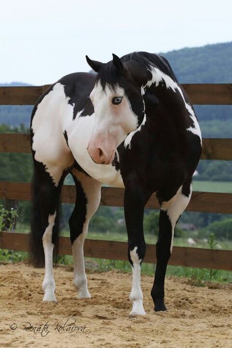 Black Overo Paint Horse A Black, Paint, Black And White, White, Black