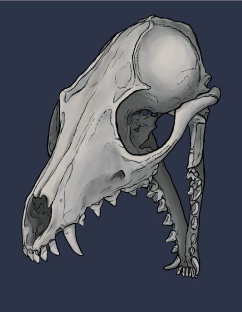 Wolf Skull Drawing Reference, Skull Open Mouth, Open Mouth Drawing, Animal Skull Drawing, Canine Skull, Raccoon Skull, Fox Skull, Dog Skull, Skull Anatomy