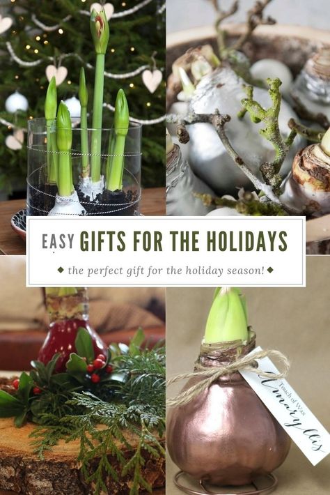 Give the gift of wax amaryllis this holiday season! #christmas #holiday #gift #giftgiving #amaryllis Wax Dipped Amaryllis Bulb, Amaryllis Gift Ideas, Waxed Amaryllis Bulbs Decor, Waxed Amaryllis Bulbs Diy, Amaryllis Arrangement Christmas, Waxed Amaryllis Bulbs, Amaryllis Arrangement, Amaryllis Care, Amaryllis Flowers