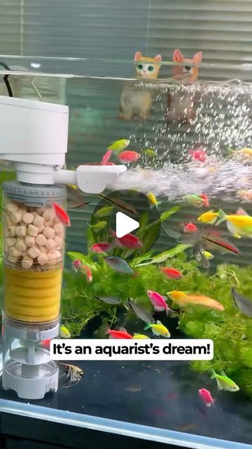 Fishtopia on Instagram: "This might be the BEST filter for your tank! 😮✨" No Filter Aquarium, Diy Filter Aquarium, Aquarium Filters, Best Aquarium Filter, Inside House, Shark Tank Meme, Be The Best, May 1, Fish Tank