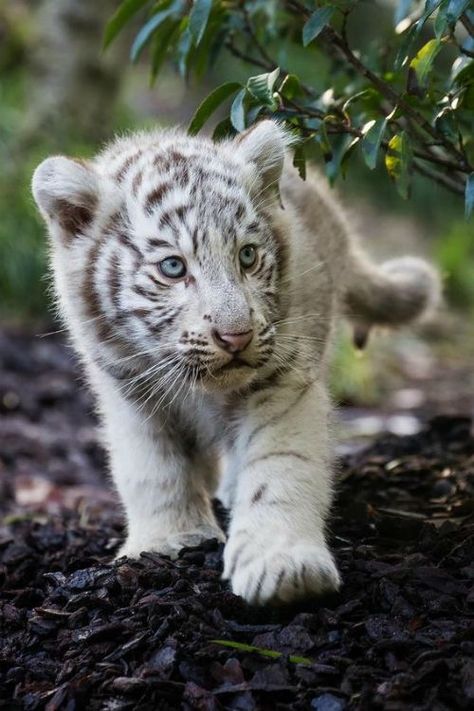 Beautiful White Tiger Cub! Baby White Tiger, White Tiger Cubs, Baby Tigers, White Tigers, Cute Tigers, Tiger Cub, Majestic Animals, Wallpapers Iphone, White Tiger