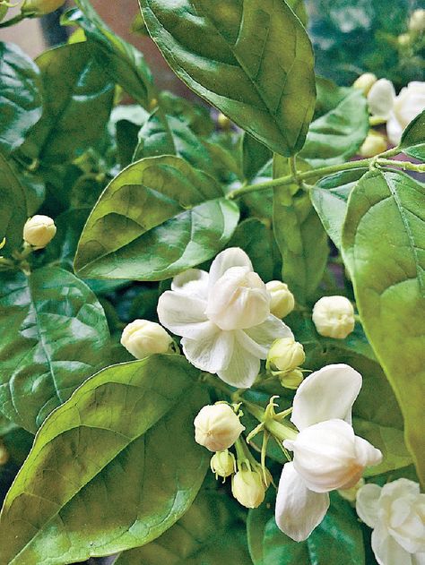 Chameli Flower, Arabian Jasmine, Jasminum Sambac, Weeding, White Flower, White Flowers, Flower Garden, Flowers, White