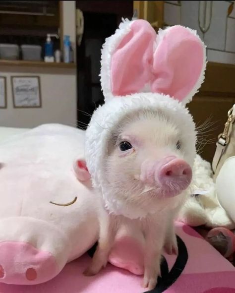 Baby Puppy, Tag Your Friends, Pink Baby, Pigs, Dm Me, Follow For More, Animals, Pink