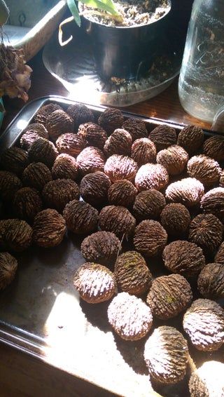 Forage and Process Your Own Black Walnuts! : 6 Steps (with Pictures) - Instructables Walnut Pie, Black Walnut Tree, Walnut Tree, Walnut Shell, Stir Sticks, Stuffed Shells, Black Peppercorn, Black Walnuts, Hard Work