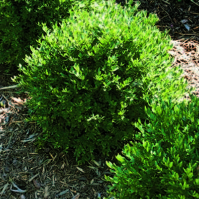 Better Ways to Use Boxwood | Grow Beautifully Boxwoods Along Driveway, Hamptons Landscaping, Green Mountain Boxwood, Courtyard Entrance, Boxwood Landscaping, Front Landscape, Box Wood Shrub, Boxwood Balls, Plant Tips